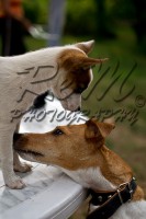 /album/animali-e-natura/dsc-067-jpg/