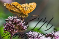 /album/animali-e-natura/dsc-0090-jpg/