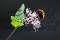 /album/animali-e-natura/dsc-0055-jpg1/