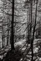 /album/animali-e-natura/dsc090-jpg/