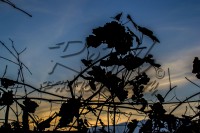 /album/animali-e-natura/a1819-jpg/