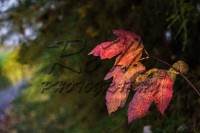 /album/animali-e-natura/a181116-jpg/